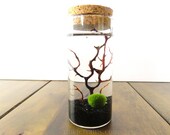 FREE Shipping FREE Gift Box, Medium Cork Glass Jar Marimo Moss Ball Terrarium Kit