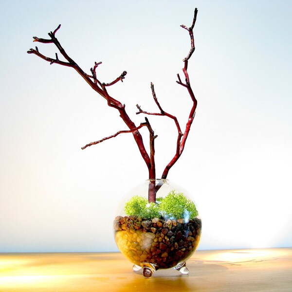 Moss Terrarium - Single Globe Manzanita Tree  Moss terrarium