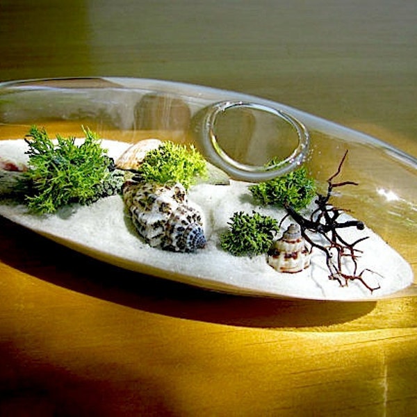 Modern Beach Vessel Lichen Moss Terrarium