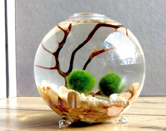 Terrarium Kit Best Selling Items Zen Garden Aquarium House Plants Glass Terrarium Desk Accessories Indoor Plants **Globe Marimo Terrarium**