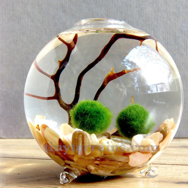 Envío GRATIS & caja de regalo GRATIS, 3 " globo de cristal Marimo Moss bola Terrarium Kit