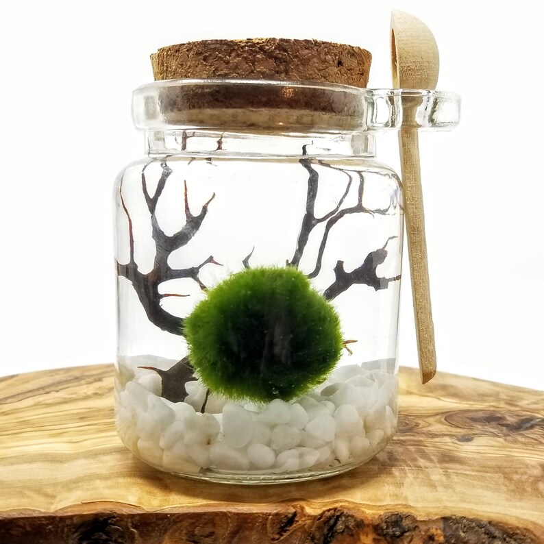 FREE Shipping FREE Gift Box 4 Cork Jar with Wood Spoon Etsy