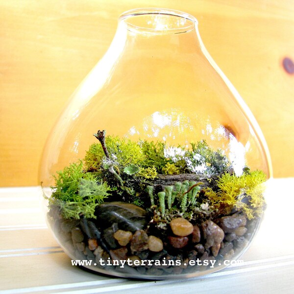 Lichen Terrarium : Small Teardrop Woodland Lichen Terrarium