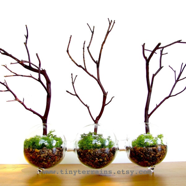 Modern Globe Manzanita Forest  Moss Terrarium