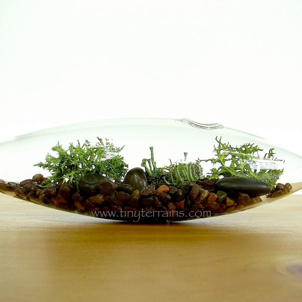 Modern Glass Vessel Lichen Moss Terrarium