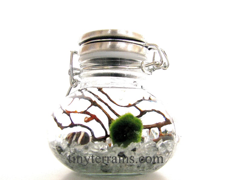 FREE SHIPPING Small Stainless Steel Clamping Lid Glass Jar Marimo Moss Ball Terrarium Kit