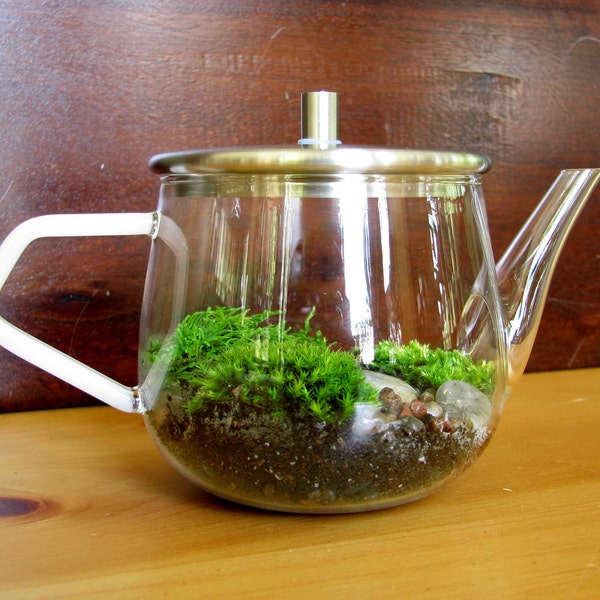 SALE 20% OFF: Sweet Modern Teapot Moss Terrarium