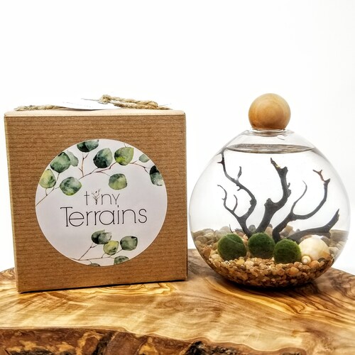 FREE Shipping, FREE Gift Box, 4" Glass Sphere Marimo Terrarium Kit, husband gift, gift for dad, desk gifts for men, cool gift ideas for guys