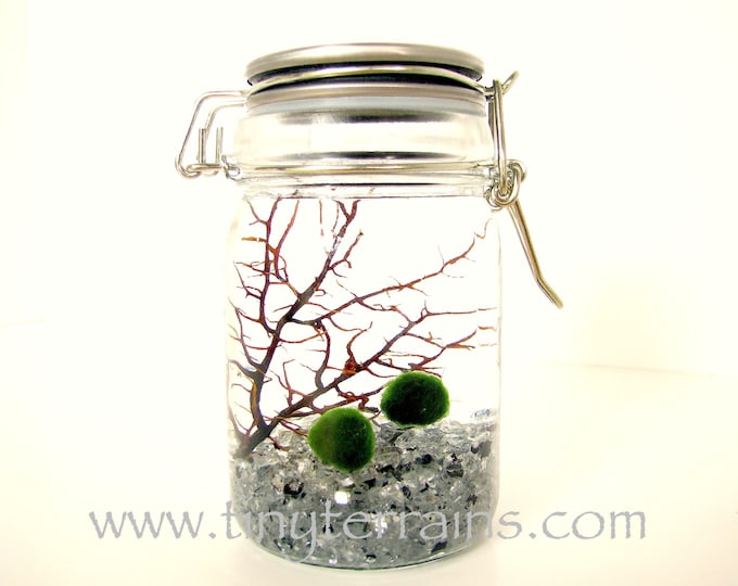 Marimo Moss Ball Terrarium Kit in a Glass Jar With Stainless Etsy