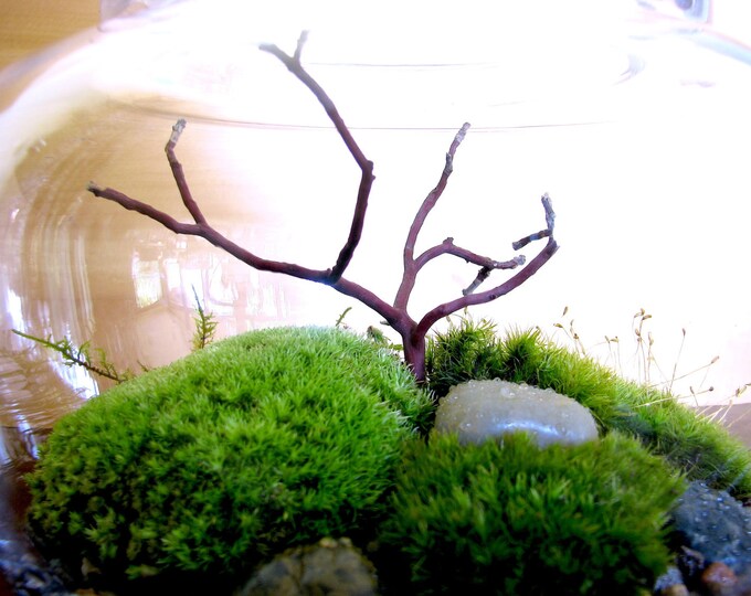 Japanese Garden Terrarium Beautiful Garden Moss Terrarium Etsy