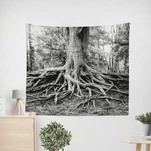 May include: Black and white photograph of a large tree with exposed roots. The roots spread out from the base of the tree and are visible in the foreground. The tree is in a forest setting, and the background is blurred.