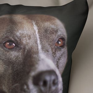 May include: Close-up of a gray and brown dog's face with brown eyes. The dog is looking directly at the camera.