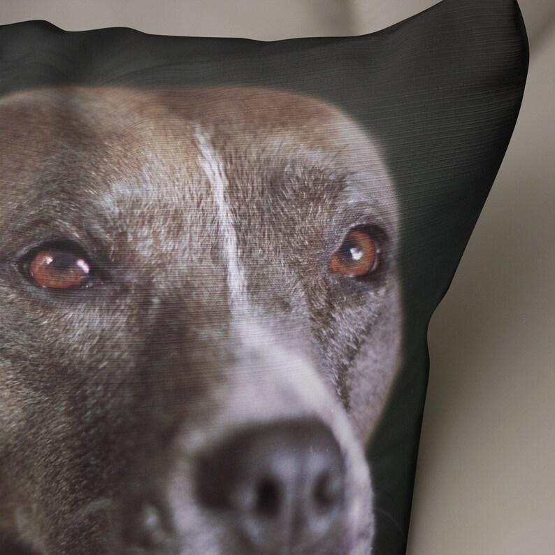 May include: Close-up of a gray and brown dog's face with brown eyes. The dog is looking directly at the camera.
