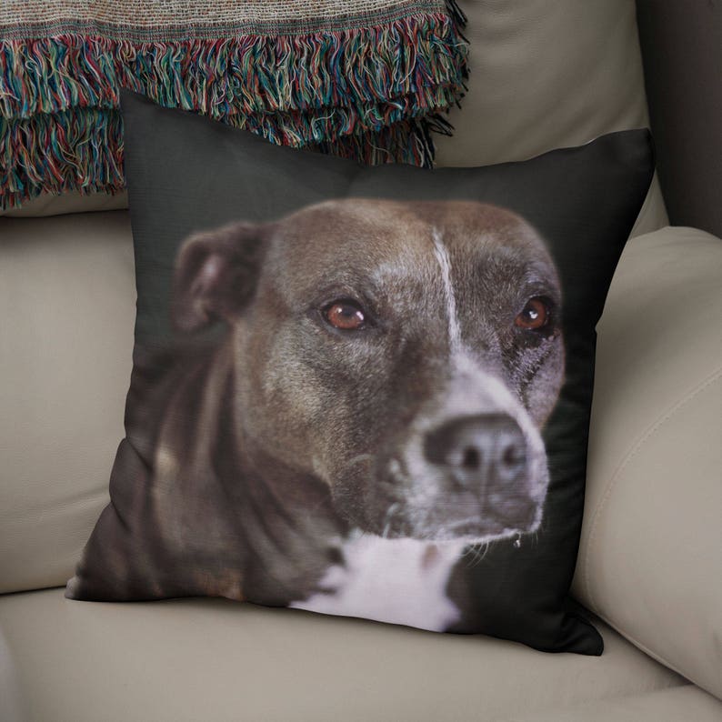 May include: A close-up of a brown and gray dog's face. The dog has a white patch on its chest and is looking directly at the camera.