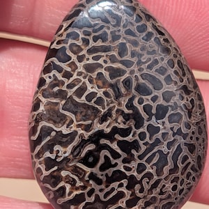 May include: A polished, teardrop-shaped cabochon featuring a dark brown and black base color with an intricate, light-colored, web-like pattern throughout the surface. The stone has a smooth, glossy finish and a distinct organic, cellular texture.