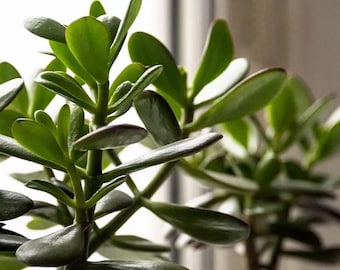 Jade plant, Rooted Cuttings