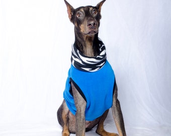 doberman in sweater