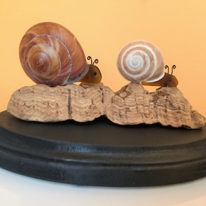 Driftwood Coastal Decor Sea Shell Snail Art Sculpture on Cork FREE SHIPPING!!! Signed by Artist