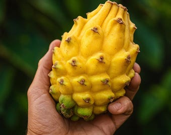 2 Yellow Dragon Fruit Live Plants: Hylocereus Megalanthus | Well Rooted Tropical Starter Cuttings