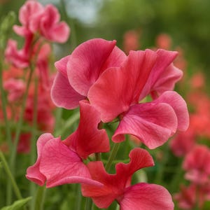 May include: Close-up of vibrant pink sweet pea flowers in full bloom. The petals display a range of pink hues, from deep rose to lighter shades, with delicate textures. The flowers are clustered together, creating a lush and visually appealing display.