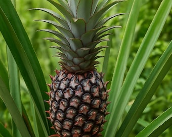 15 semillas de piña cayena suave: fruta tropical resistente