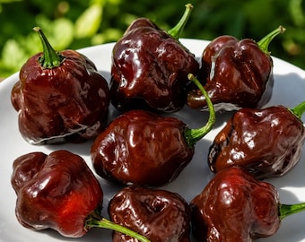 Lote de 3 plantas vivas de habanero chocolate: plántulas orgánicas de más de 75 días de edad.