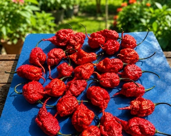 3 plantas vivas de pimiento rojo super picante Primotalii: orgánicas, de más de 75 días de edad.