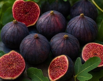 Higuera resistente de Chicago: Planta viva de Ficus carica, fruto morado