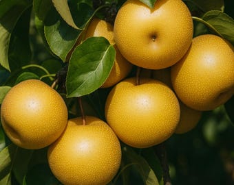 25 Hosui Asian Pear Seeds: Pyrus Pyrifolia, Sweet, Juicy, Crisp Pear Variety