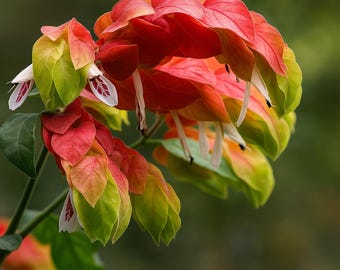 Planta viva de camarón rojo: 2 plántulas de 18 a 25 cm de altura / Justicia brandegeeana / Planta tropical con flores