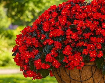 25 semillas de begonia roja Hula: flores vibrantes que aman la sombra para jardín y macetas.