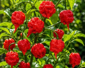 3 plantas vivas de Carolina Reaper: pimientos súper picantes de más de 75 días.