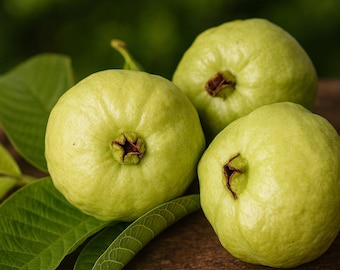 Detwiler Guava (50) Seeds: USA-Sourced, Tropical Fruit Tree, High Germination, Easy to Grow