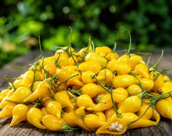 3 plantas vivas de chile amarillo Biquinho Sweety Drop: pimiento dulce picante de más de 75 días de edad.