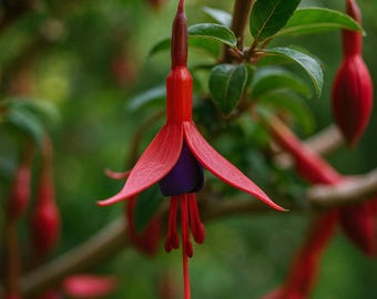 Semillas de fucsia resistentes: Fuchsia Magellanica, planta perenne tolerante al frío.