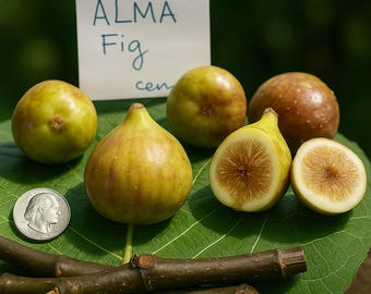 Alma Fig Tree Cuttings: 3 Live Ficus Carica, Cold Hardy