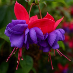 May include: Close-up of two fuchsia flowers. The flowers have vibrant purple petals that cascade downwards, contrasted by bright red petals on top. Long, delicate red stamens extend from the purple petals, creating a striking visual.