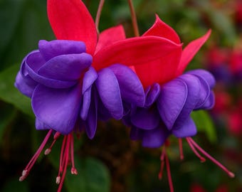 Fuchsia Blue Eye (1) Healthy Starter Live Plant: Well Rooted Plug, Bright Two Tone blooms