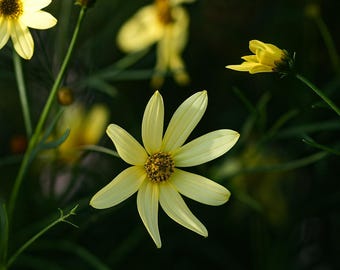 Coreopsis Uptick Series Moonbeam, planta perenne ganadora de 4 pulgadas: floración prolongada y bajo mantenimiento.