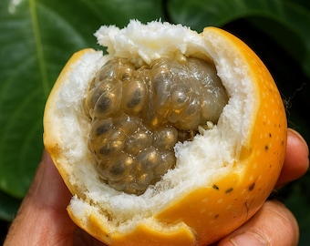 10 semillas de granadilla dulce amarilla: Passiflora ligularis, fruta exótica de la enredadera trepadora