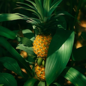 May include: Two ripe pineapples with textured, yellow skin and green leaves. The pineapples are partially obscured by large, vibrant green leaves, creating a natural, tropical scene. The image is well-lit, highlighting the fruit's details.