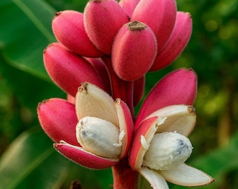 10 Pink Dwarf Banana Tree Seeds: Musa Velutina, Rare Ornamental, Hardy Tropical Fruit Plant