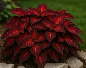 Semillas de Coleus Superfine Rainbow Volcano: Follaje vibrante, proveedor de EE. UU. / 25 semillas