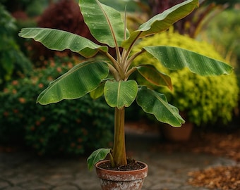 Musa Dwarf Cavendish: (1) Live Banana Tree Starter Plant