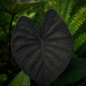 May include: Close-up of a large, dark green leaf with prominent veins. The leaf has a heart-like shape and a textured surface. The background features other green foliage, creating a natural, botanical theme.