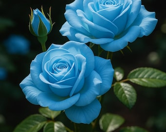 RARE Light Blue ROSE Flower Tree Bush( 3 .10, 20 or 30 Seeds(no
