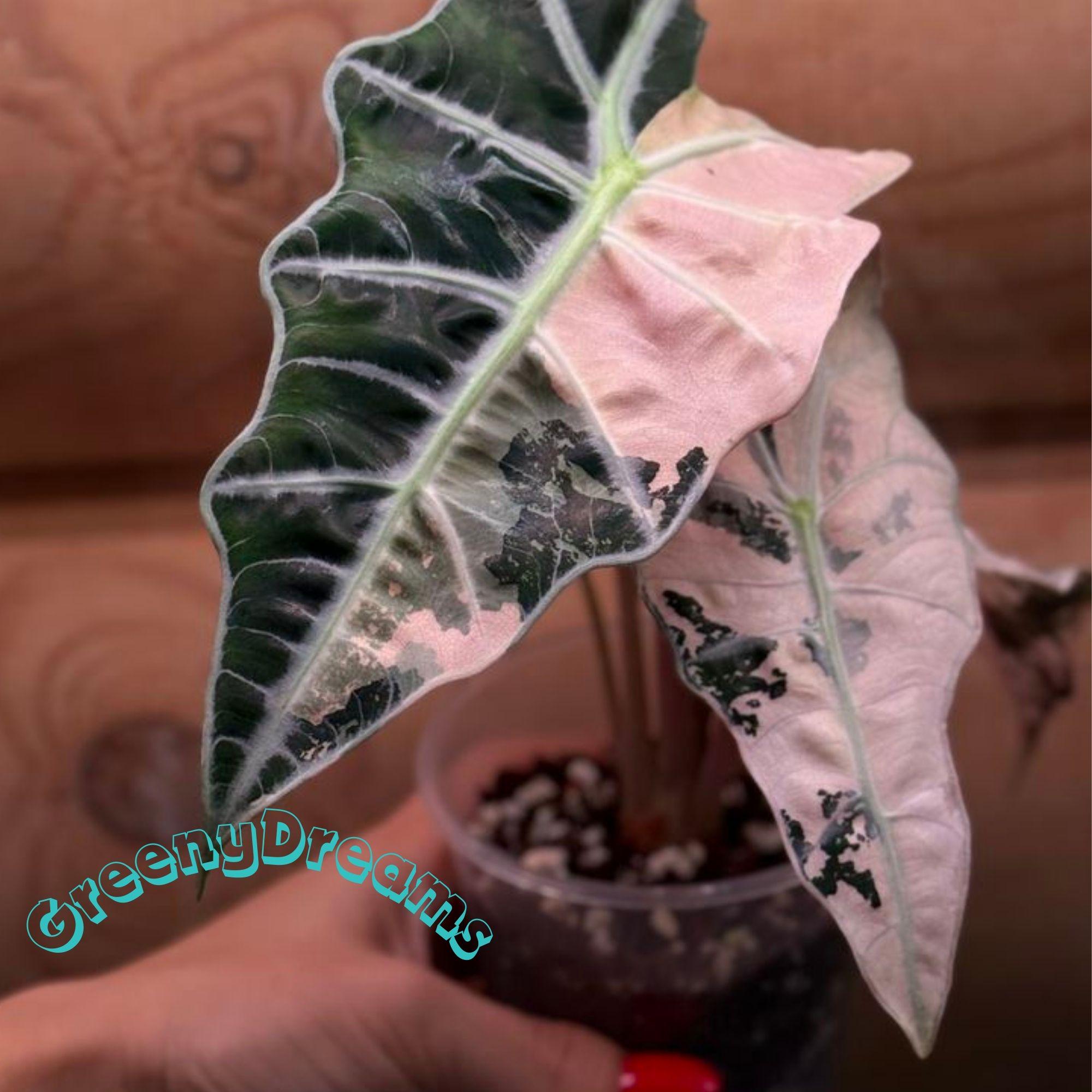 Alocasia Sanderiana Bull Pink - Etsy
