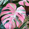 Monstera Deliciosa Variegata – Pink Tricolor Variegated Rooted Cutting Rare Live plant Easy Care Gardening product logo