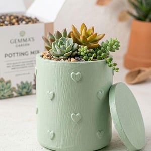 May include: A light green cylindrical planter with a lid, decorated with embossed hearts. The planter is filled with succulents and small stones. A box of potting mix is visible in the background.