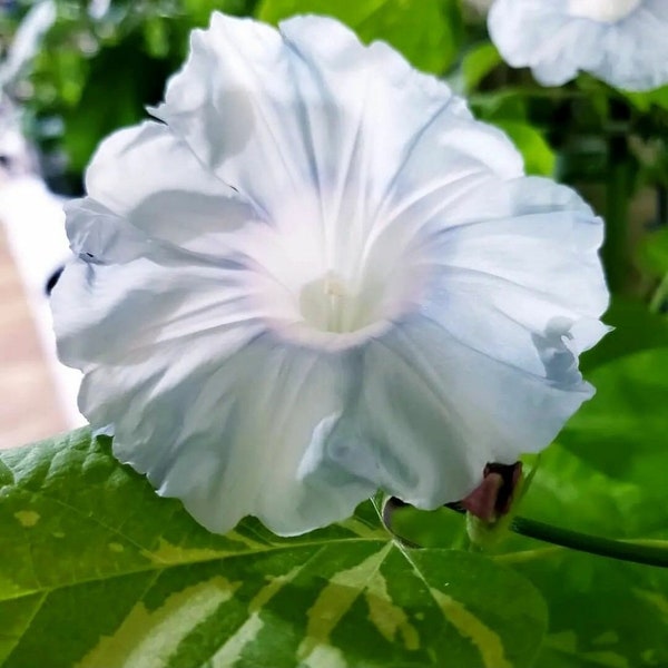 Yukiyama Japanese Morning Glory | Ipomoea Nil - Blooms 4 to 5 weeks from seed | 5 SEEDS